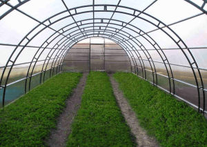 Ứng dụng của tấm lợp lấy sáng trong nông nghiệp