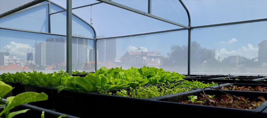 Mái nhà kính trồng rau thủy canh